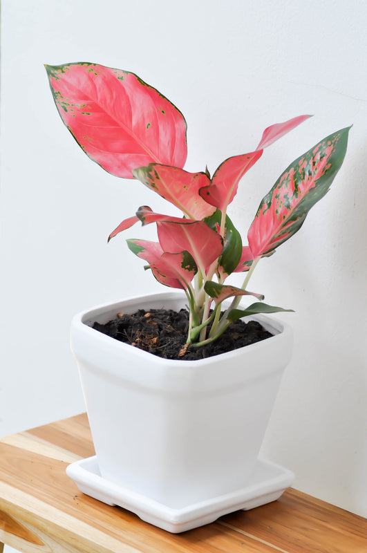 Aglaonema commutatum - Aglaonema Spitfire