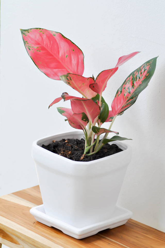 Aglaonema commutatum - Aglaonema Spitfire