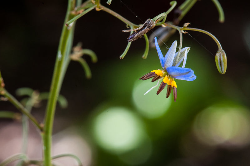 Dianella caerulea - زنبق التوت الأزرق