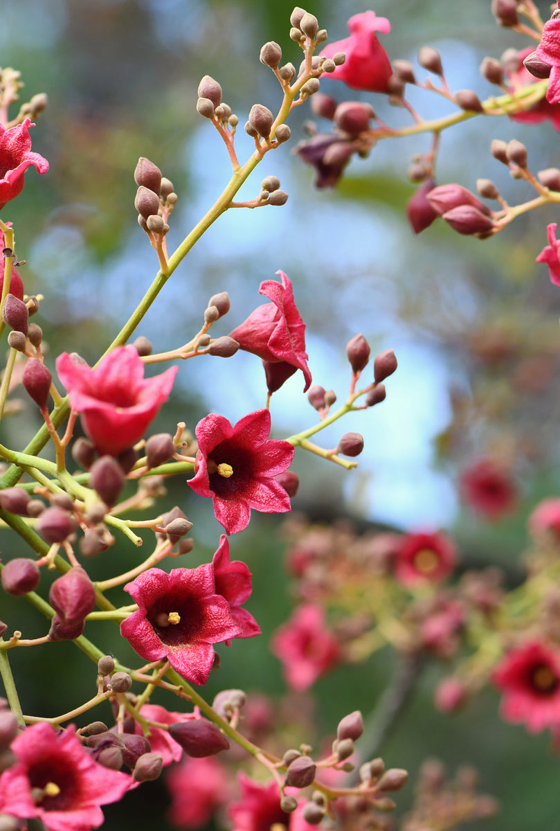 Brachychiton vinicolor - Hybrid Flame Tree (B. acerifolius × B. discolor)
