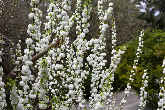 Prunus persica 'Alboplena' - Alboplena Peach