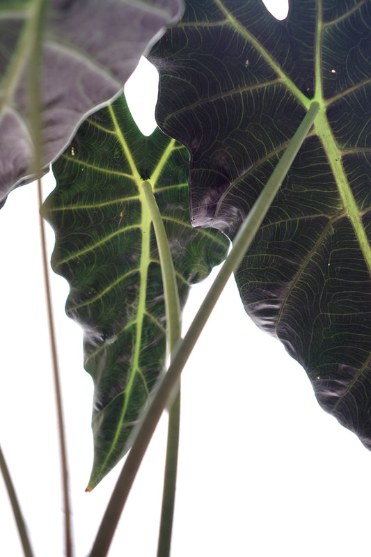 Alocasia × amazonica - نبات القناع الأفريقي