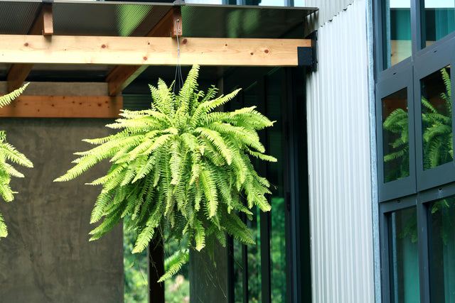 Nephrolepis exaltata - Boston Fern, an established plant with arching fronds