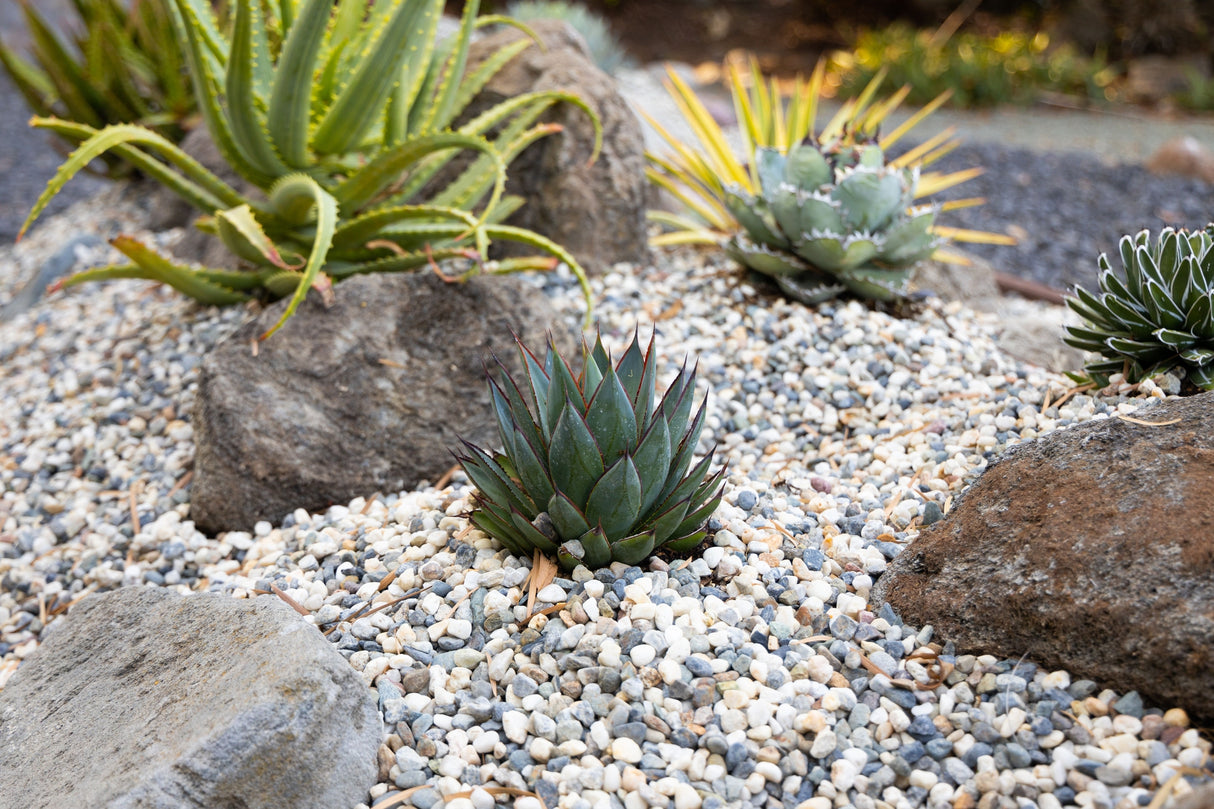Agave 'Blue Glow' - Blue Glow Agave