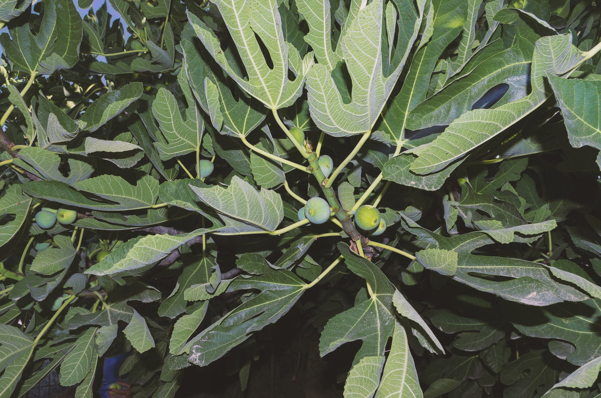 Ficus microcarpa hillii ‘Flash’ - Flash Fig