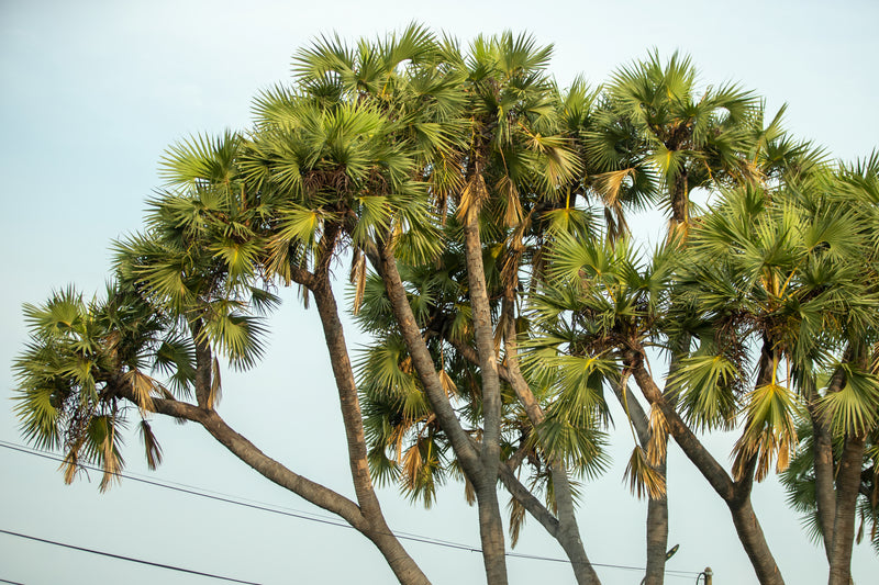 Hyphaene thebaica - Doum Palm