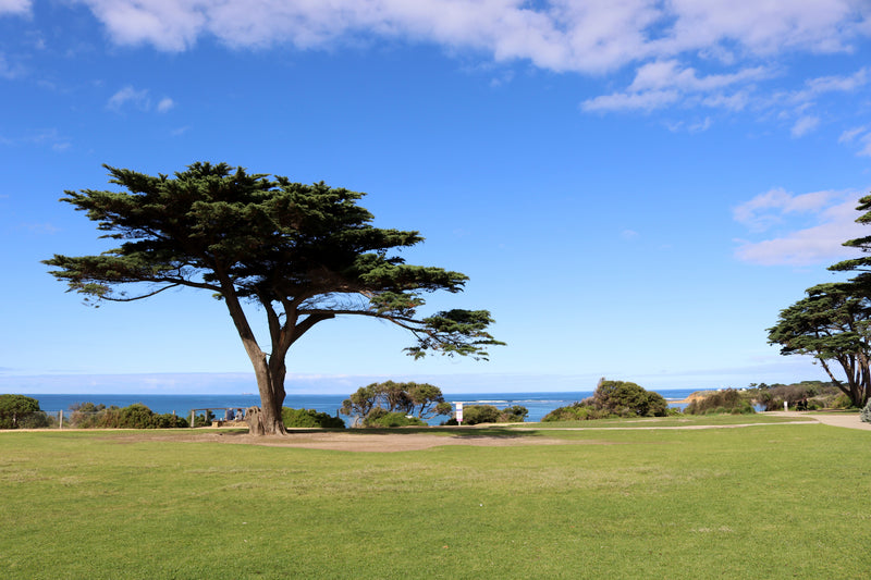 Cupressus macrocarpa - Monterey cypress