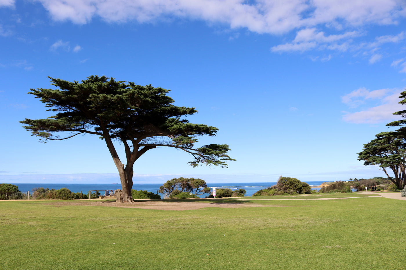 Cupressus macrocarpa - Monterey cypress