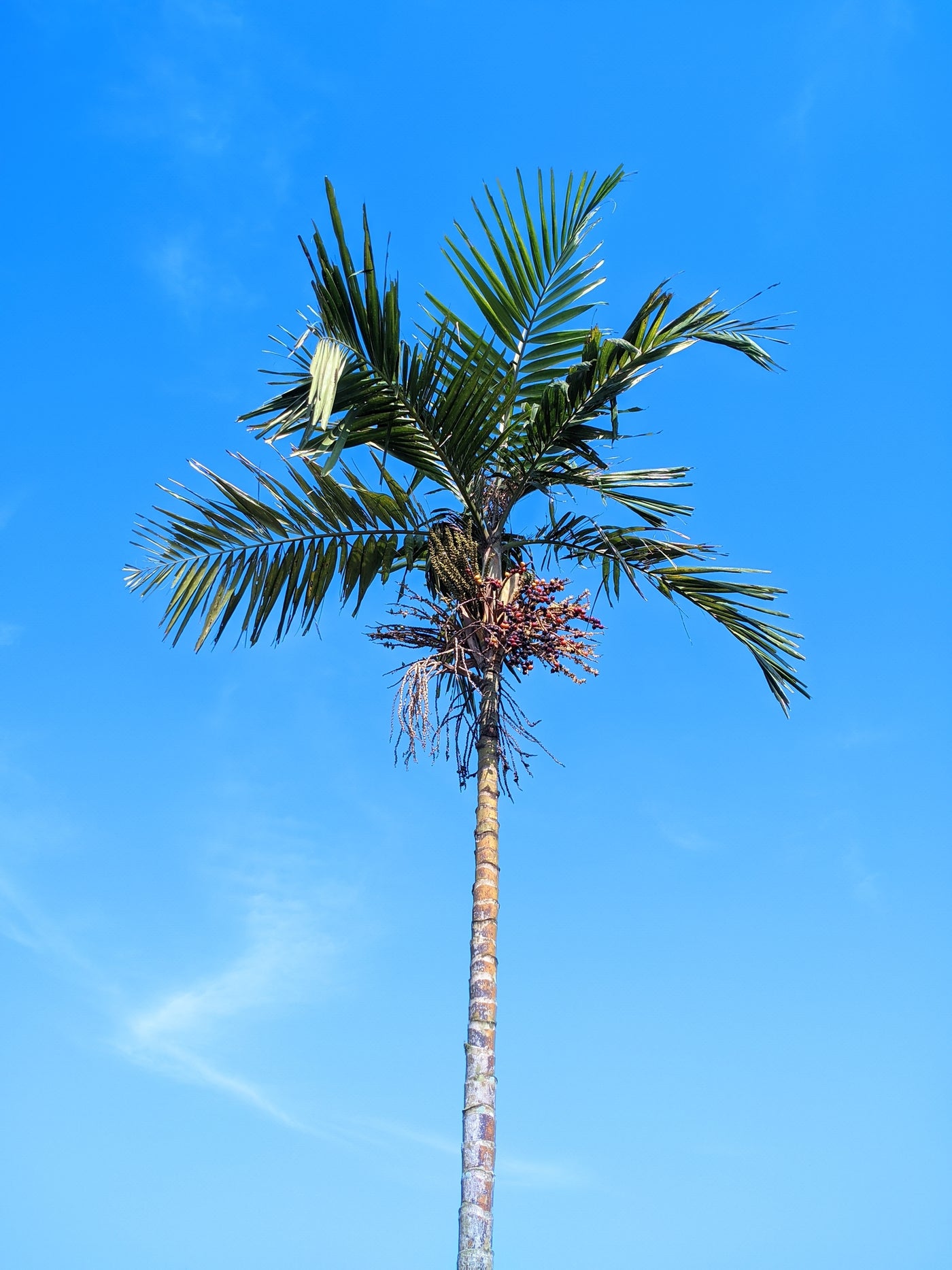 Archontophoenix alexandrae - Alexander Palm