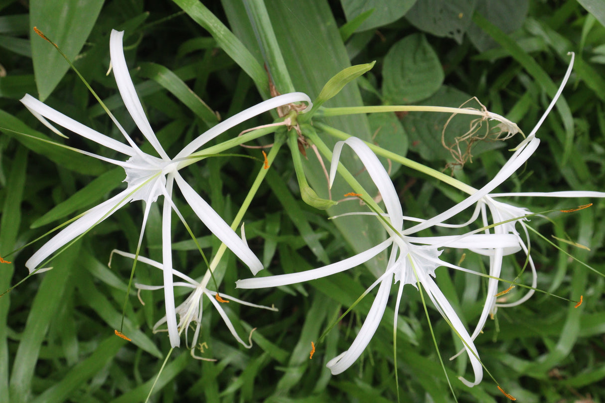 Hymenocallis littoralis - Beach Spider Lily