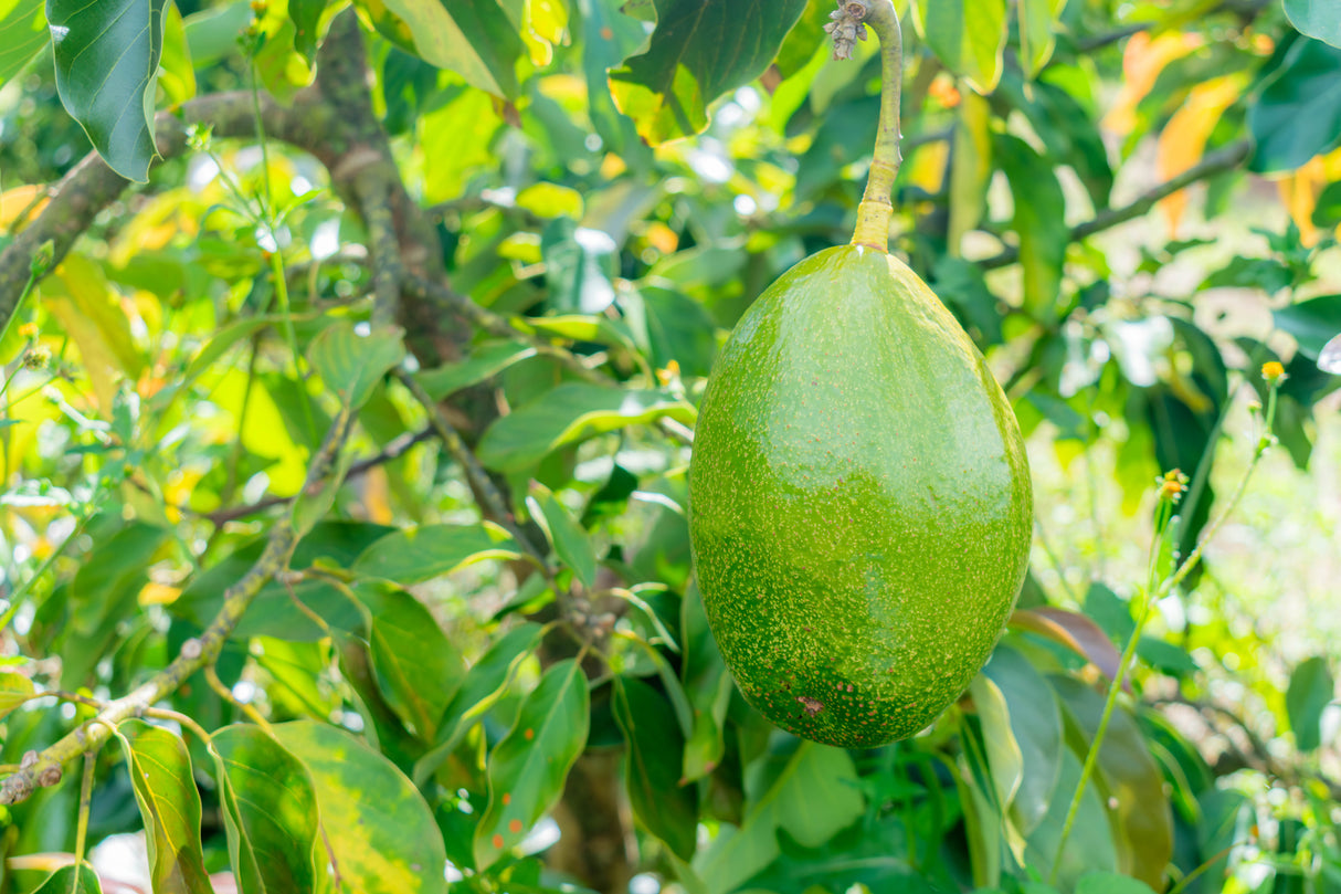Persea americana 'Shepard' - Shepard Avocado Tree