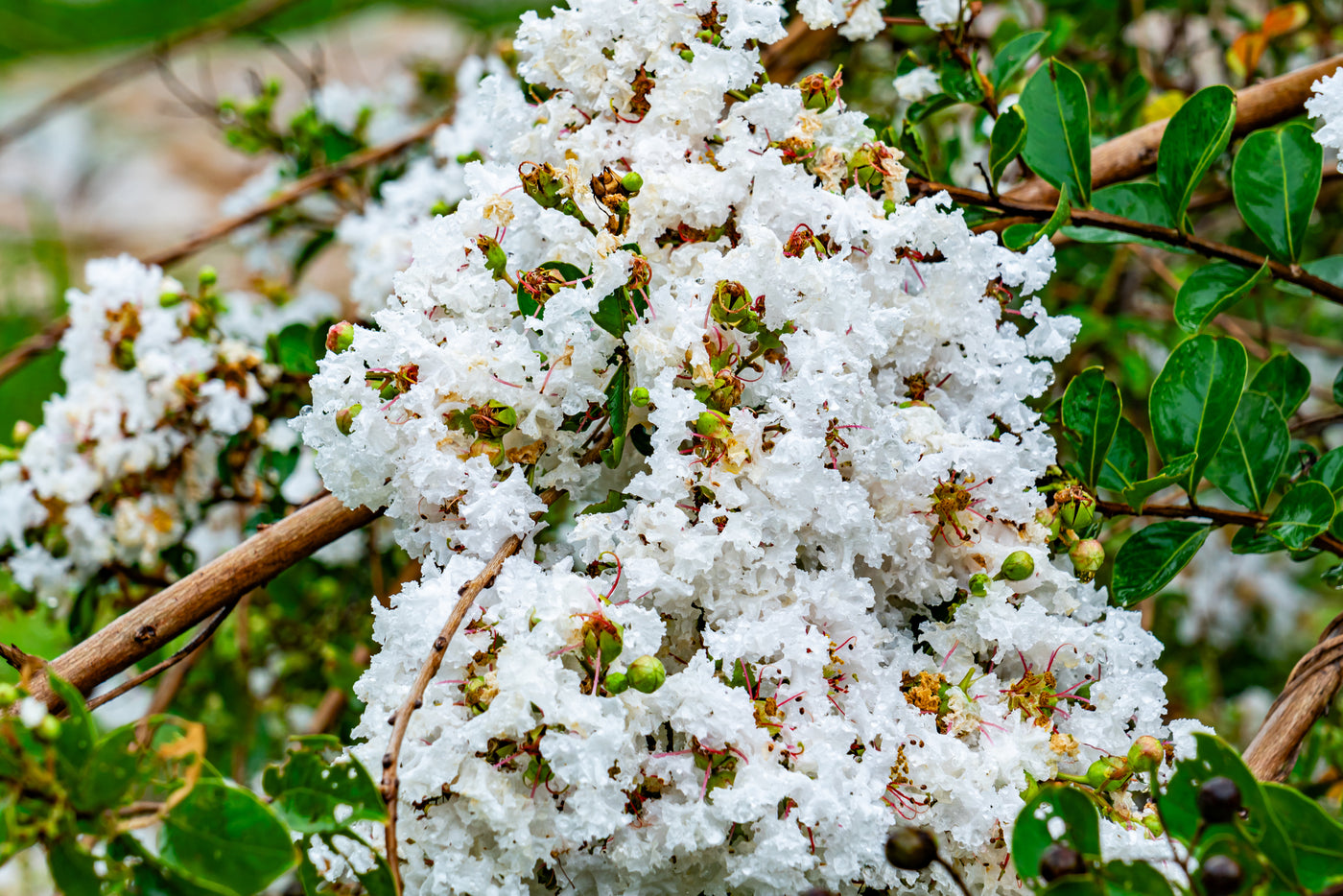 Lagerstroemia 'Natchez' - White Crepe Myrtle