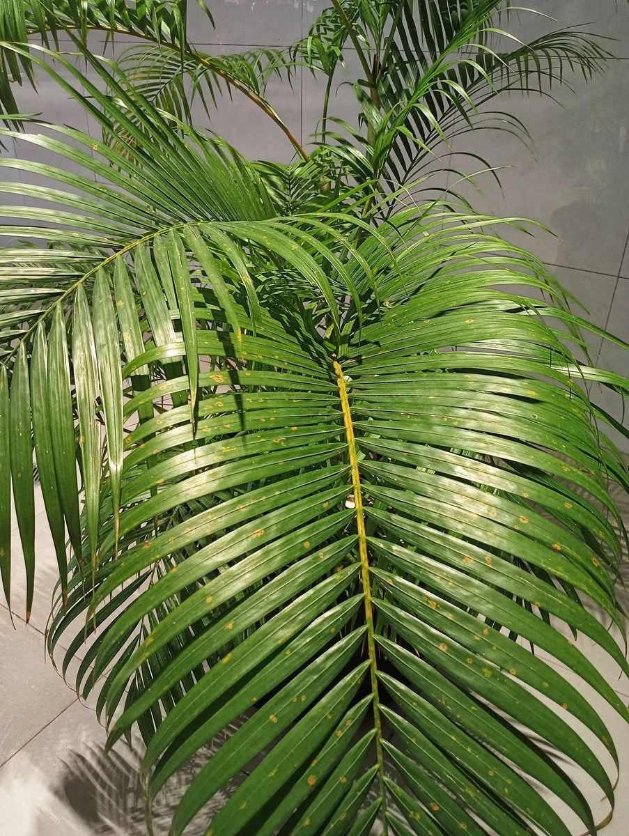 Ravenea rivularis - Majesty Palm