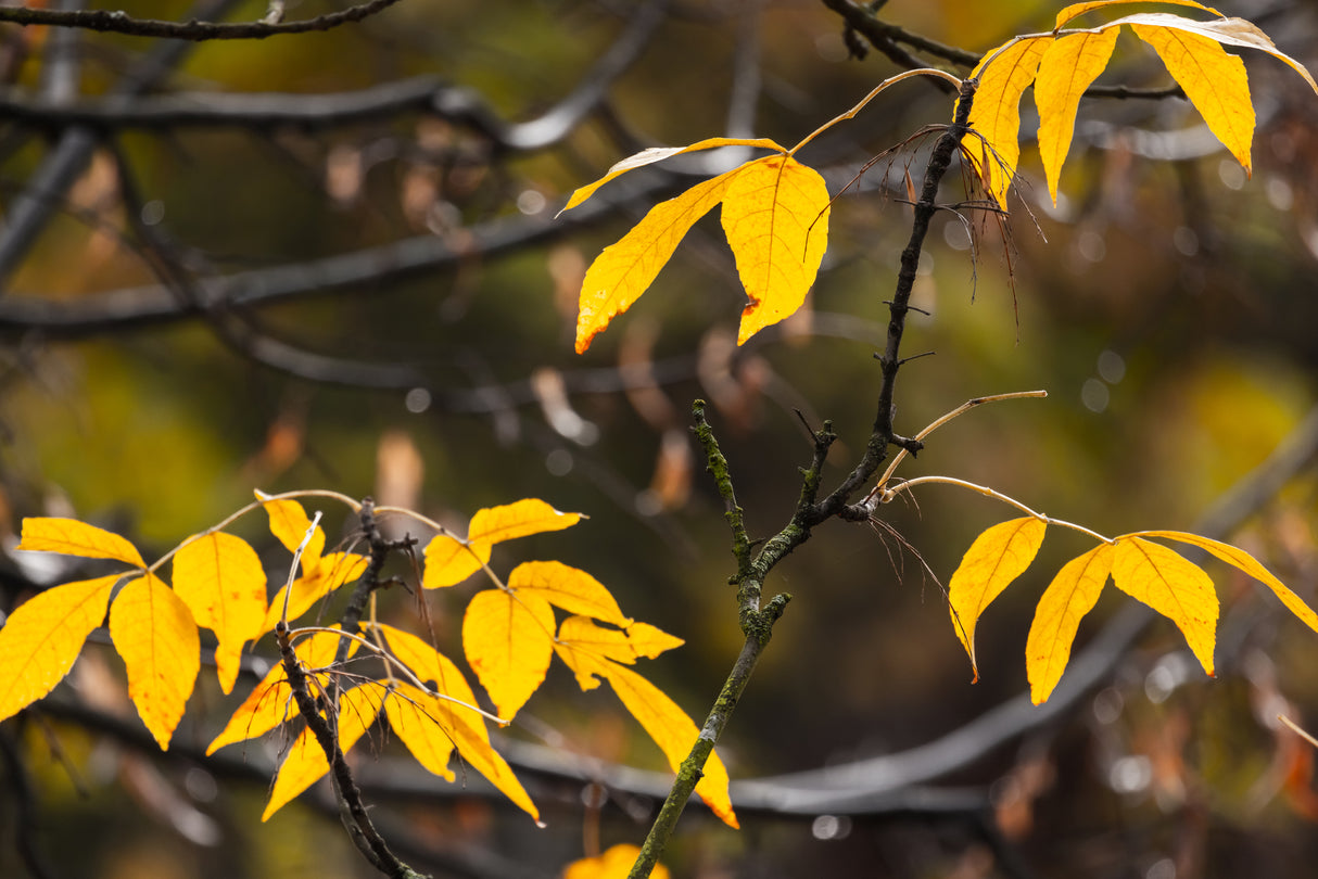 Emmenosperma alphitonioides - Yellow Ash