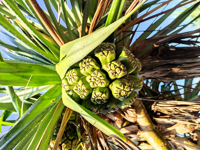 Pandanus Pedunculatus - Coastal Screwpine
