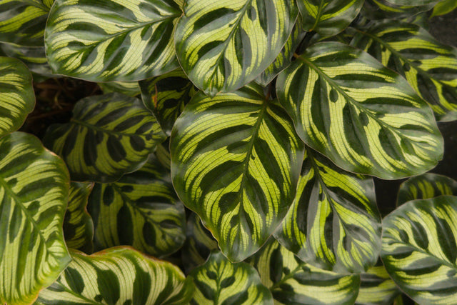 Calathea makoyana - Peacock Plant