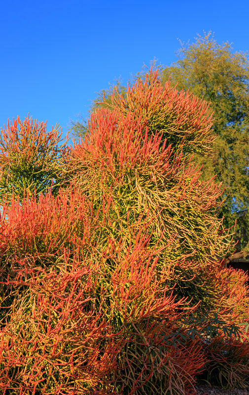 Euphorbia tirucalli - فربيون فايرستيكس