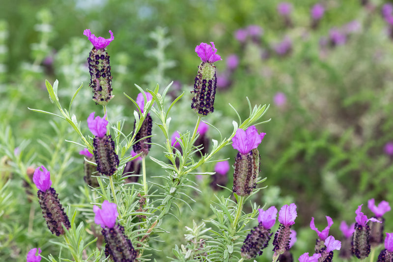 Lavandula dentata - French Lavender