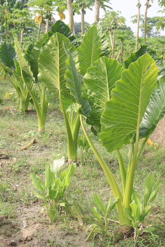Alocasia brisbanensis - Elephants Ear Plant