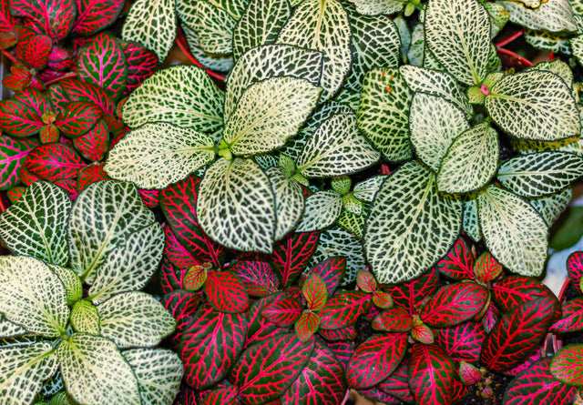 Fittonia 'Red Cloud' - Red Cloud Nerve Plant
