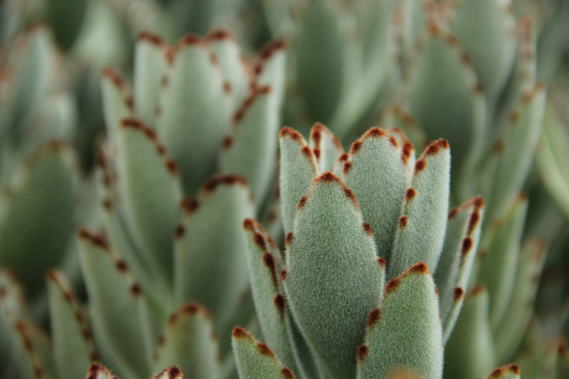 Kalanchoe tomentosa - Panda Plant