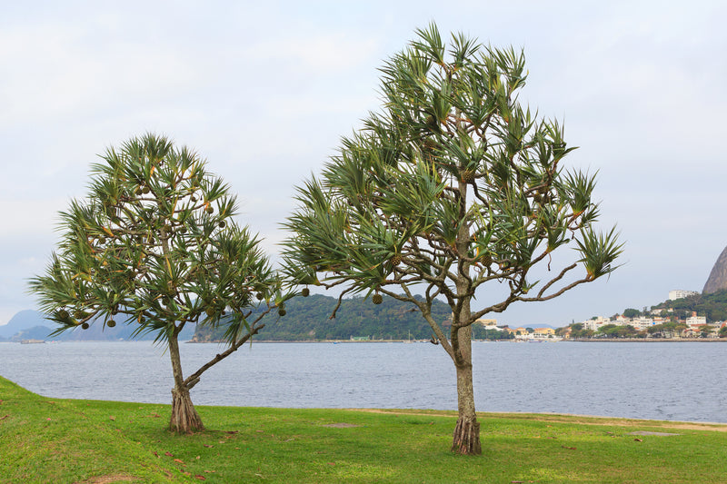 Pandanus utilis - الباندانوس أحمر الحواف