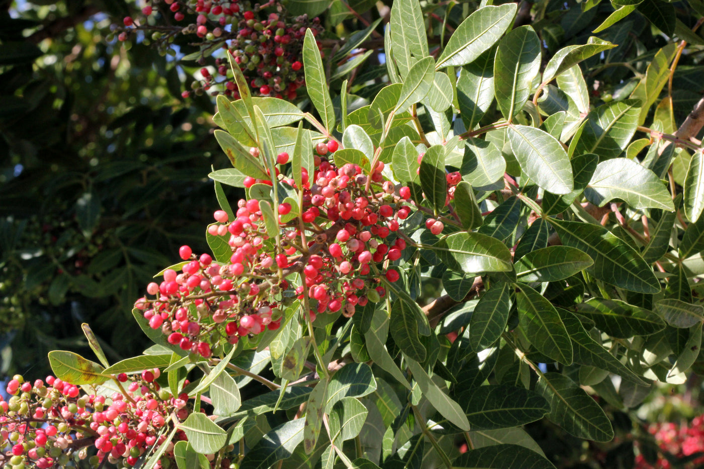 Schinus terebinthifolia - Brazilian Pepper Tree