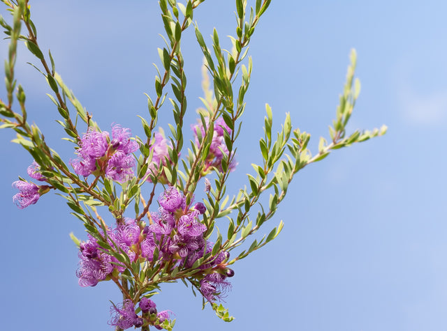 Melaleuca thymifolia - Thyme-leafed Melaleuca
