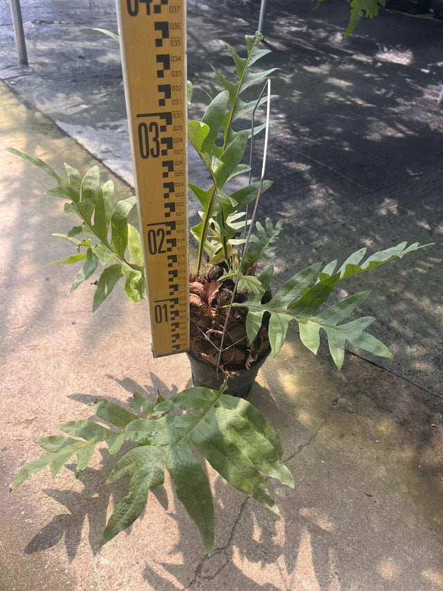 Drynaria roosii