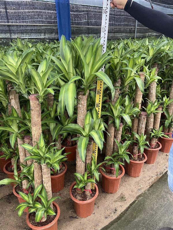 Dtracaena fragrans