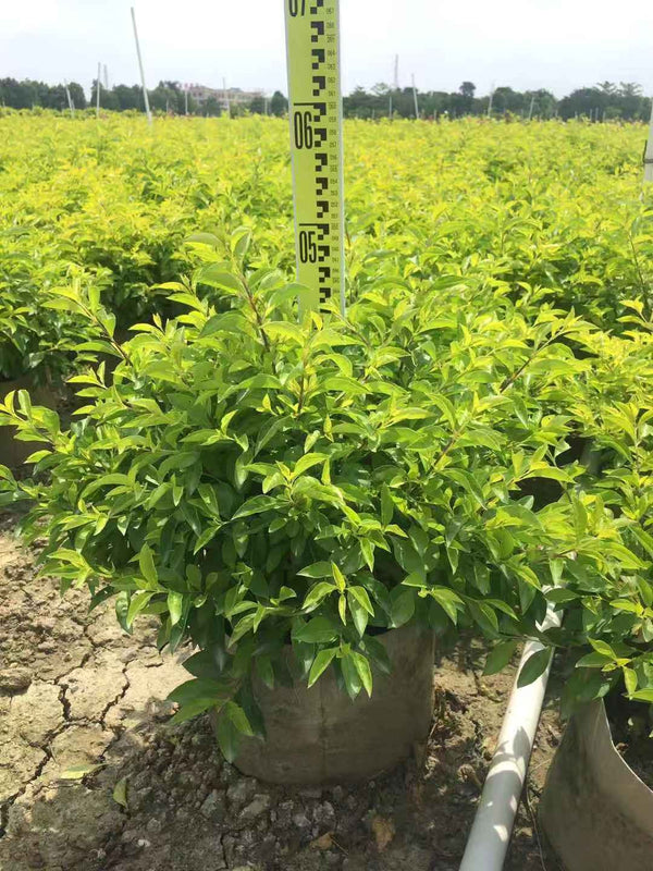 Duranta