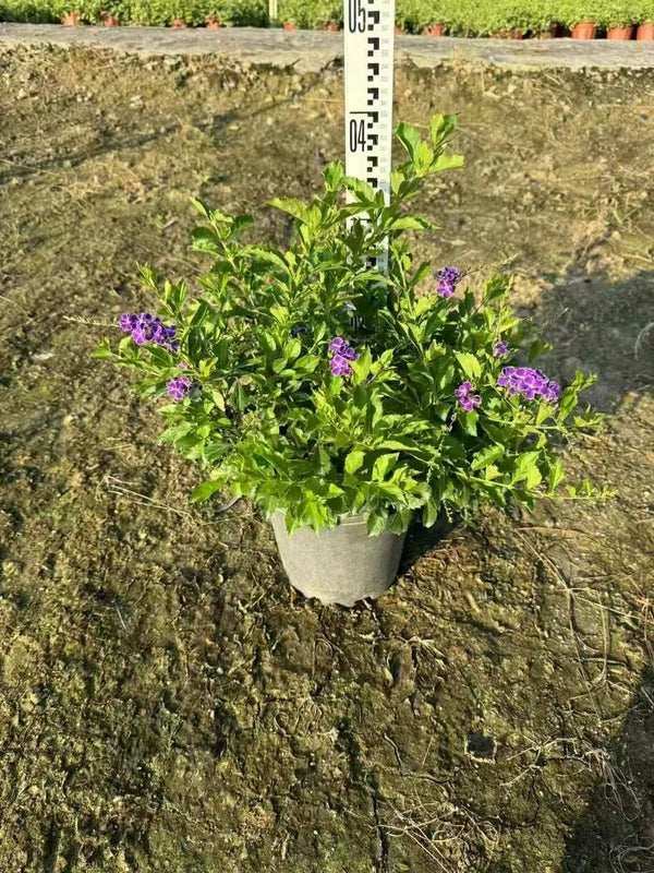 Duranta erecta - Golden Dewdrop