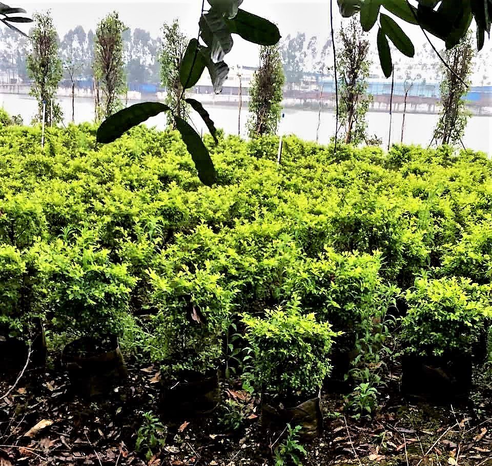 Duranta gold