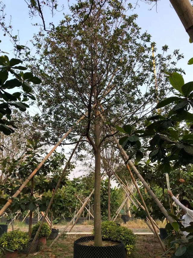 Elaeocarpus sylvestris