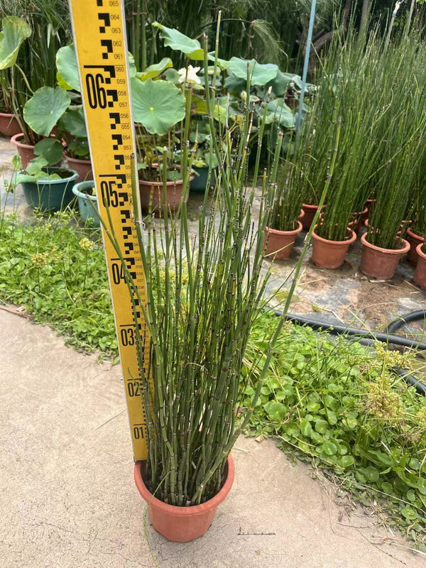 Equisetum hyemale