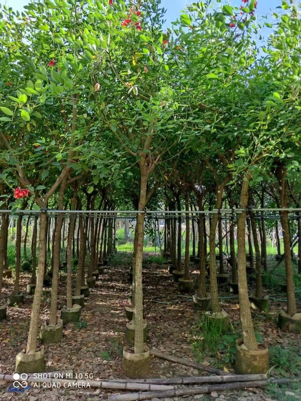 Erythrina indica