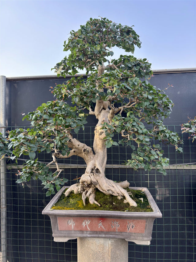 Eugenia uniflora