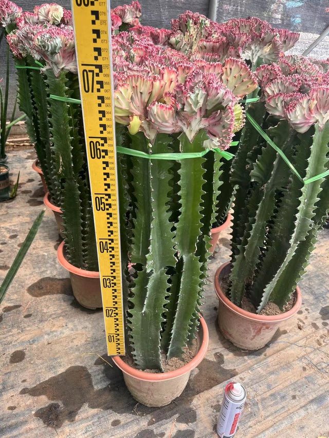 Euphorbia lactea