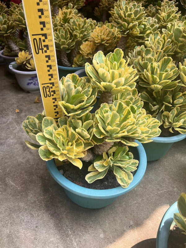 Euphorbia poissonii