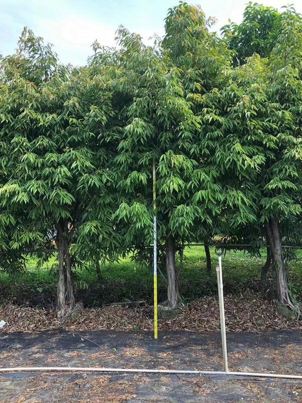 Ficus alii