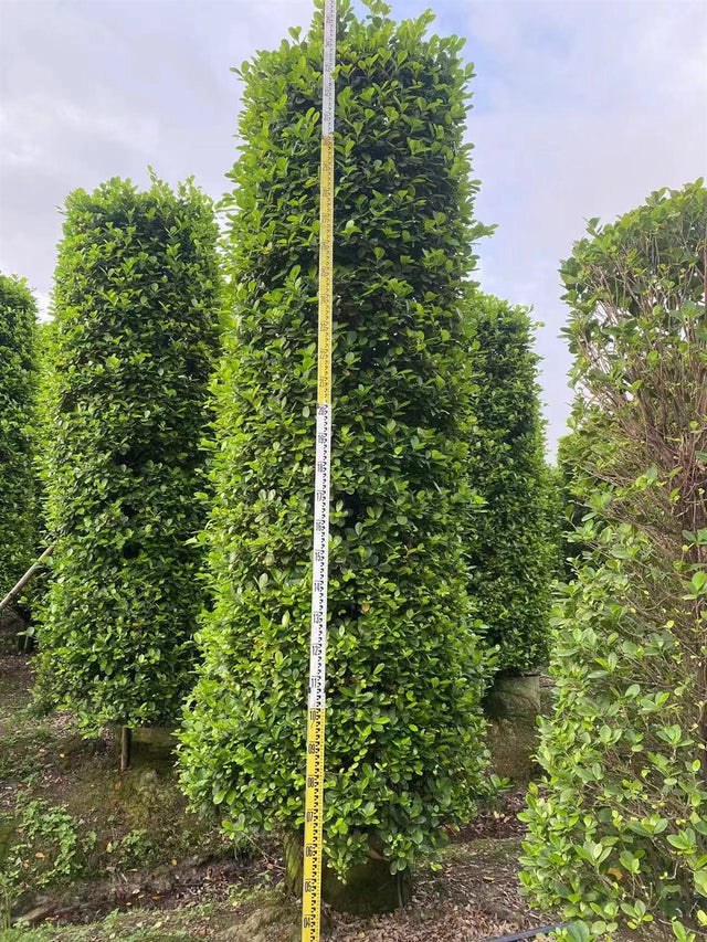 Ficus panda