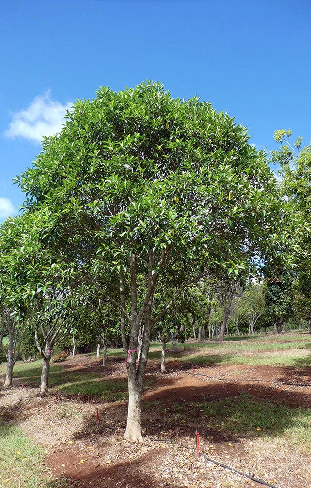 FICUS rubiginosa (Port Jackson Fig) - Ex Ground