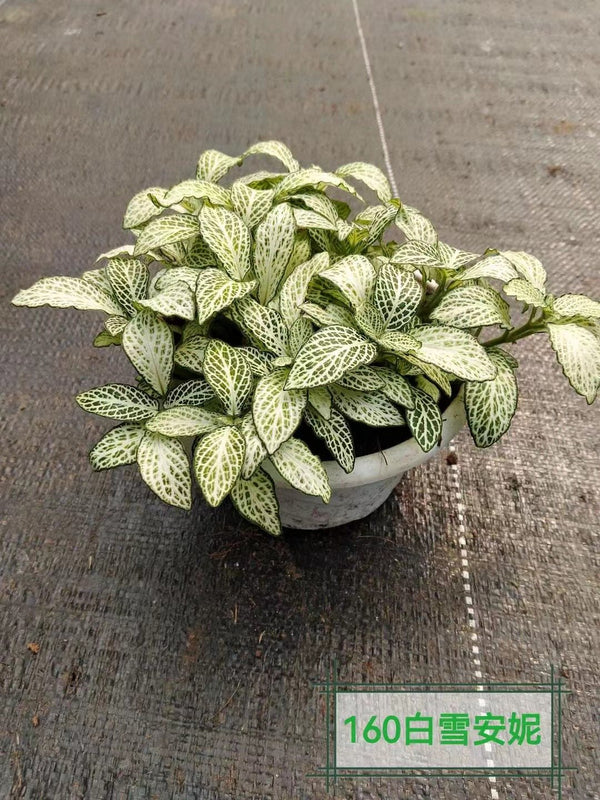 Fittonia albivenis