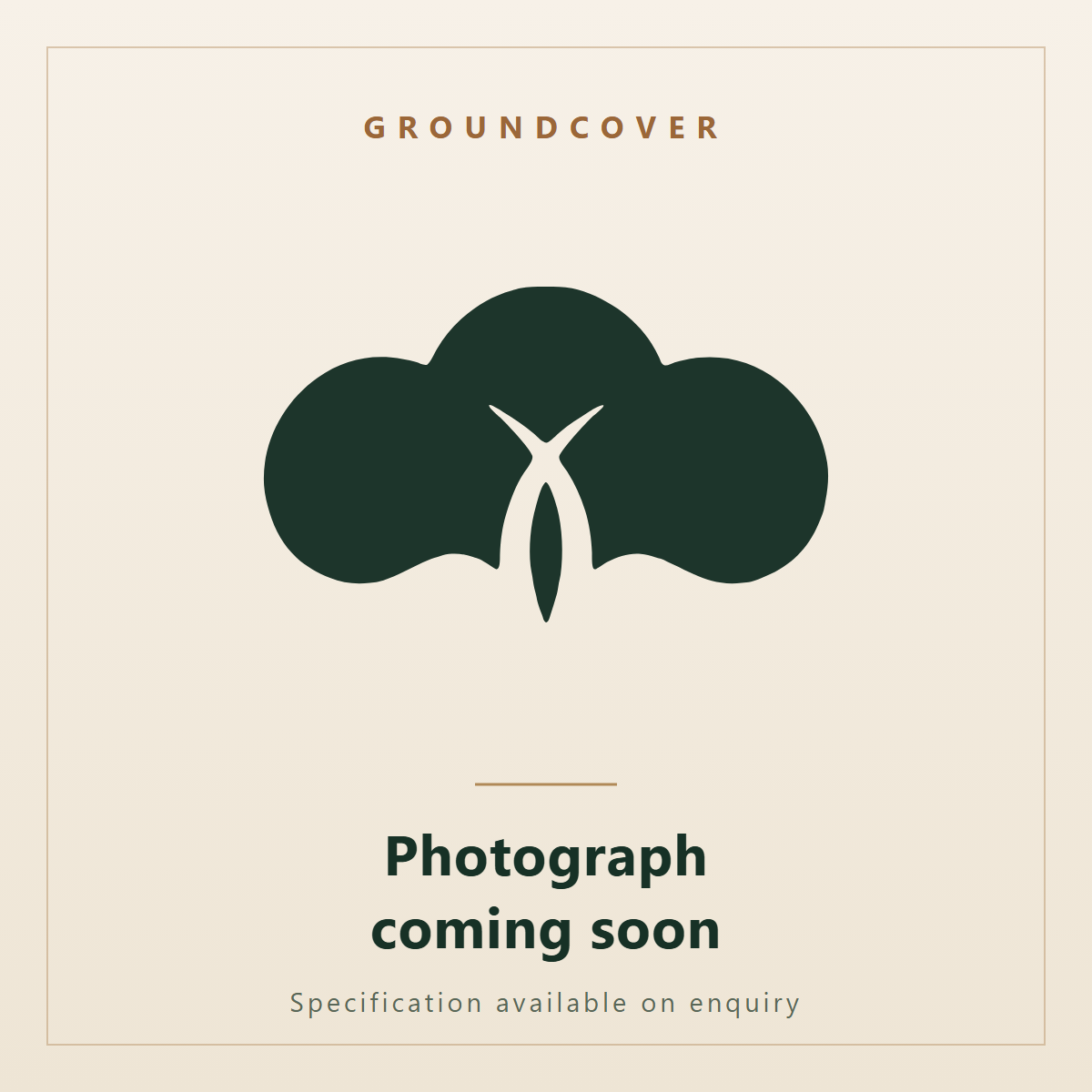 Fittonia albivenis. Ornatec International, photograph coming soon.