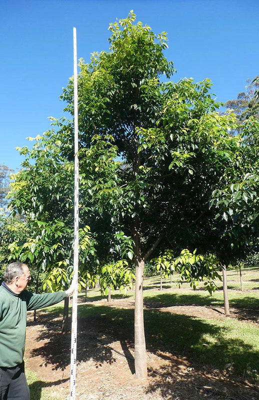 Flindersia pimenteliana - Maple Silkwood, Rose Silkwood
