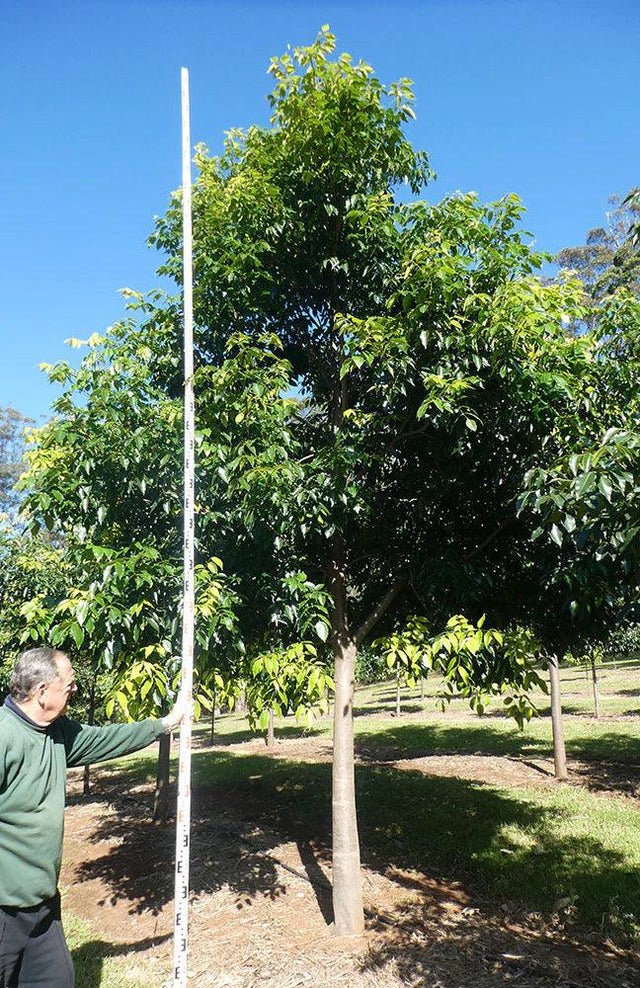Flindersia pimenteliana (Maple or Rose Silkwood) - Ex Ground