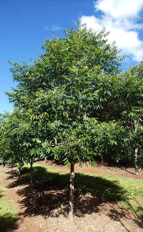 Flindersia xanthoxyla - Yellow Ash