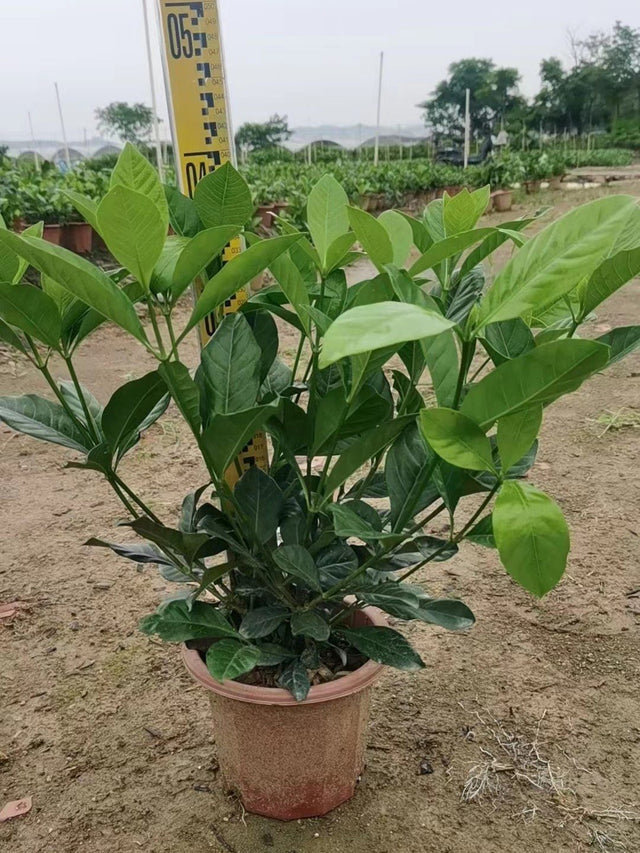 Gardenia jasminoides