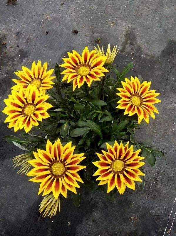 Gazania rigens
