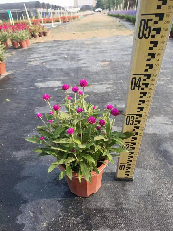 Gomphrena globosa